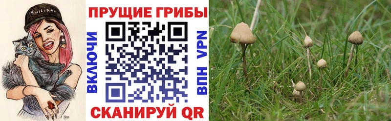 Галлюциногенные грибы Magic Shrooms  где найти   Спас-Клепики 